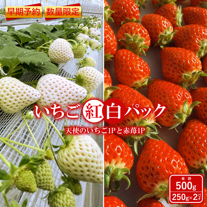 楽天市場】【ふるさと納税】いちご 2種 480g 食べ比べ セット 240g × 2