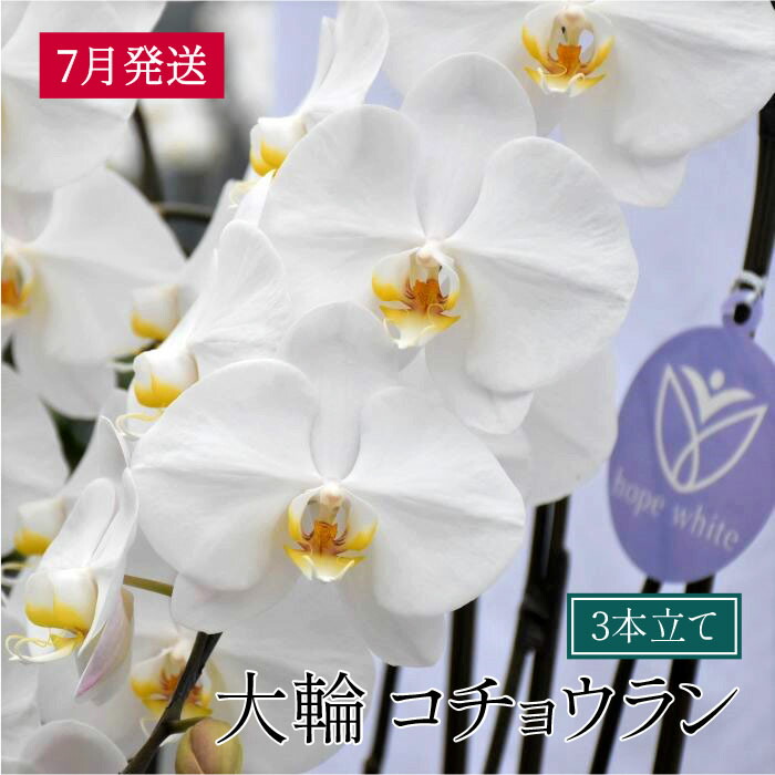 大輪コチョウラン3本立て 2022年7月発送分 産地直送 ギフト、お祝い、お供えなど冠婚葬祭に最適 送料無料