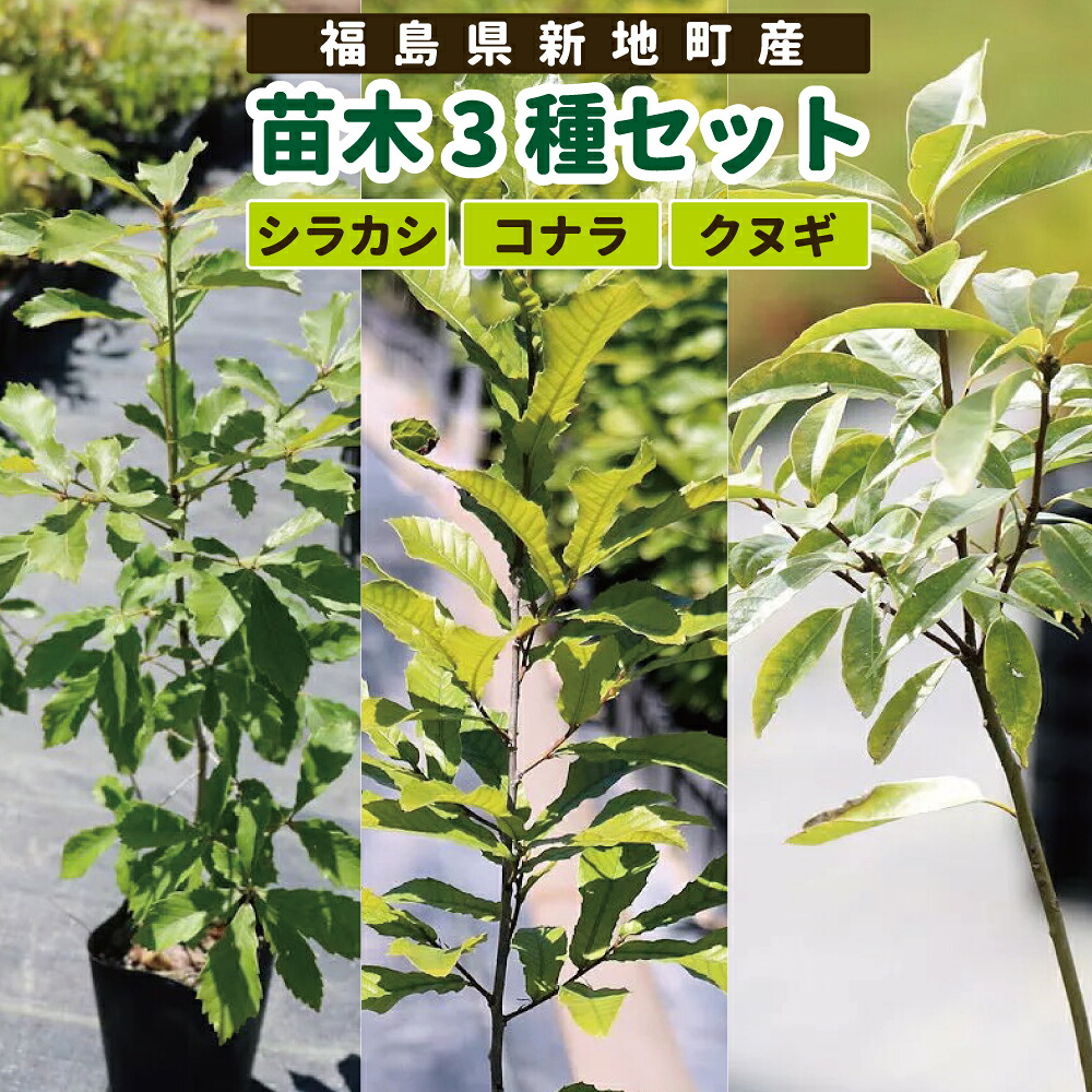 【ふるさと納税】新地町産 若木３種仕掛ける（シラカシ・コナラ・クヌギ） | 木 苗 一般受け おすすめ 貨物輸送無料 里山 白樫 しらかし こなら くぬぎ 樟 お取り寄せ 福島県 新地町 庭木 庭 カブトムシ クワガタ 森林地帯 庭木 訳あり
