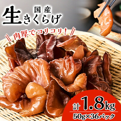 【ふるさと納税】コリコリ食感!生きくらげ【配送不可地域:離島・沖縄県】【1461806】|茨城県