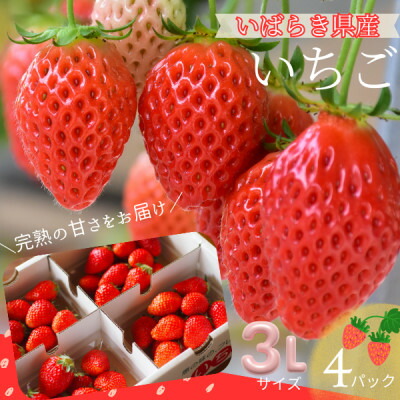 【ふるさと納税】【茨城県産】菅谷いちご園の完熟いちご『いちごっ子』 3Lサイズ 11粒×4パック【配送不可地域：離島・北海道・沖縄県・中国・四国・九州】【1702239】