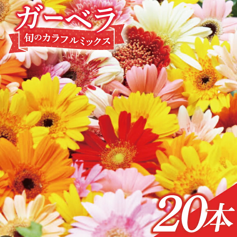 【ふるさと納税】旬の水戸市常澄のガーベラ カラフルミックス20本【ガーベラ 産直 サプライズ フラワーアレンジ 花 お花 贈り物 誕生日 母の日 彼女にプレゼント 水戸市 茨城県】（DR-130） 9,360円