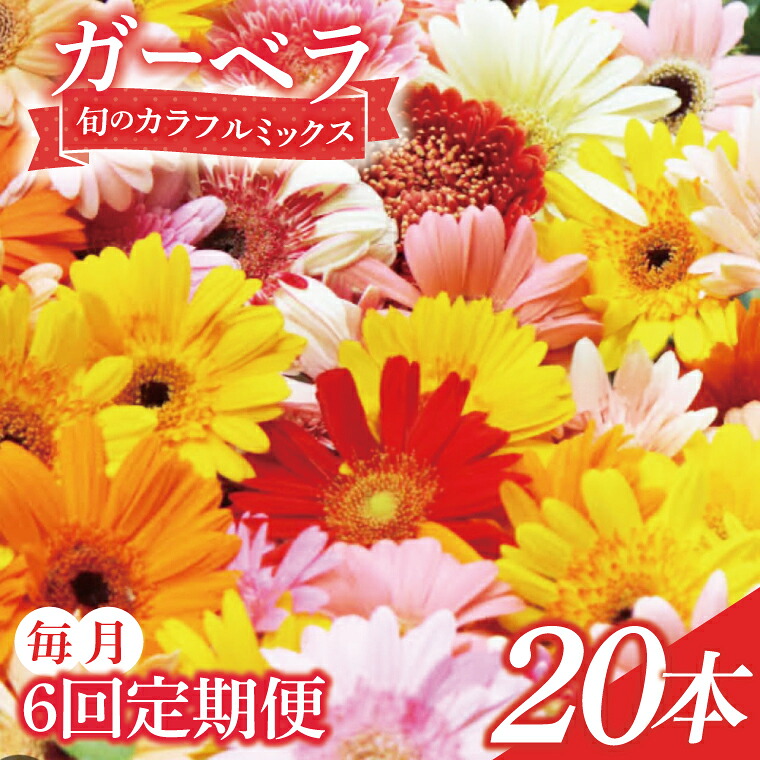 【ふるさと納税】【6ヶ月定期便】旬の水戸市常澄のガーベラ カラフルミックス20本【ガーベラ 産直 サプライズ フラワーアレンジ 花 お花 贈り物 誕生日 母の日 彼女にプレゼント 水戸市 茨城県】（DR-132）