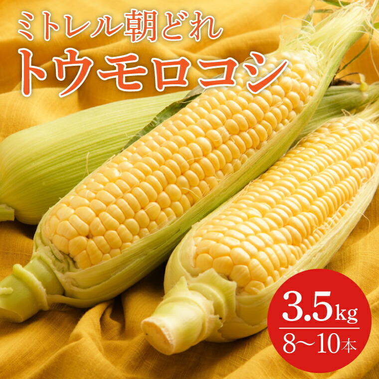 【ふるさと納税】【6月より順次発送】【本田農園】ミトレル朝どれトウモロコシ【とうもろこし コーン 野菜 新鮮 期間限定 朝採れ 糖度 お取り寄せ 旬 旬野菜 水戸市 茨城県】（JN-1）