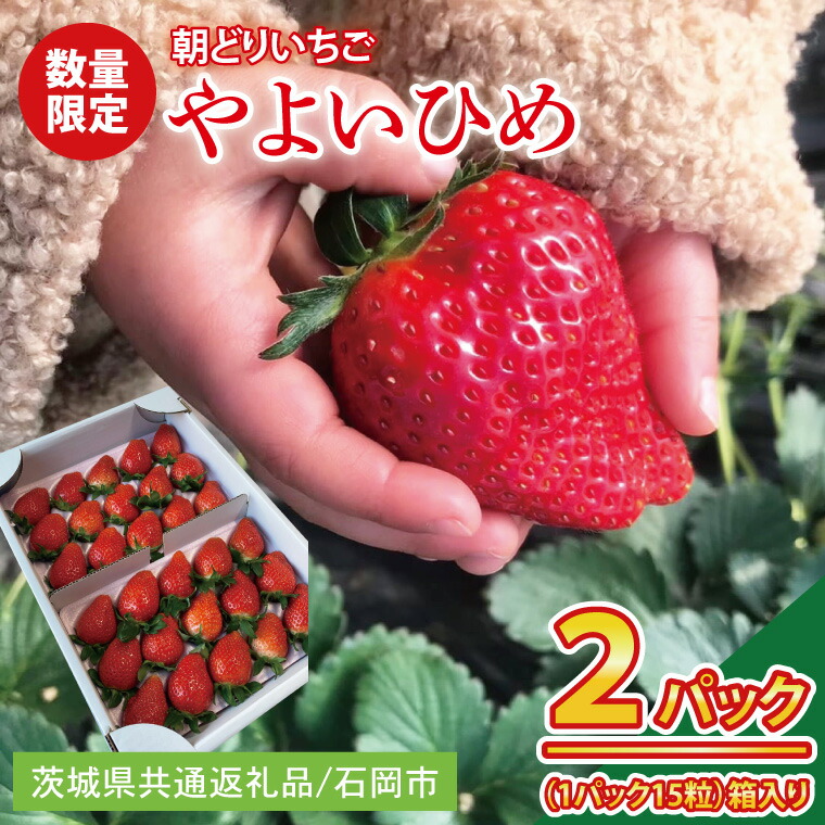 【ふるさと納税】【2026年1月中旬以降発送】【数量限定】【朝採れ】いちご やよいひめ特選2パック【茨城県共通返礼品／石岡市】【果物 くだもの フルーツ 苺 イチゴ 完熟 甘い 農家直送】（KU-12）