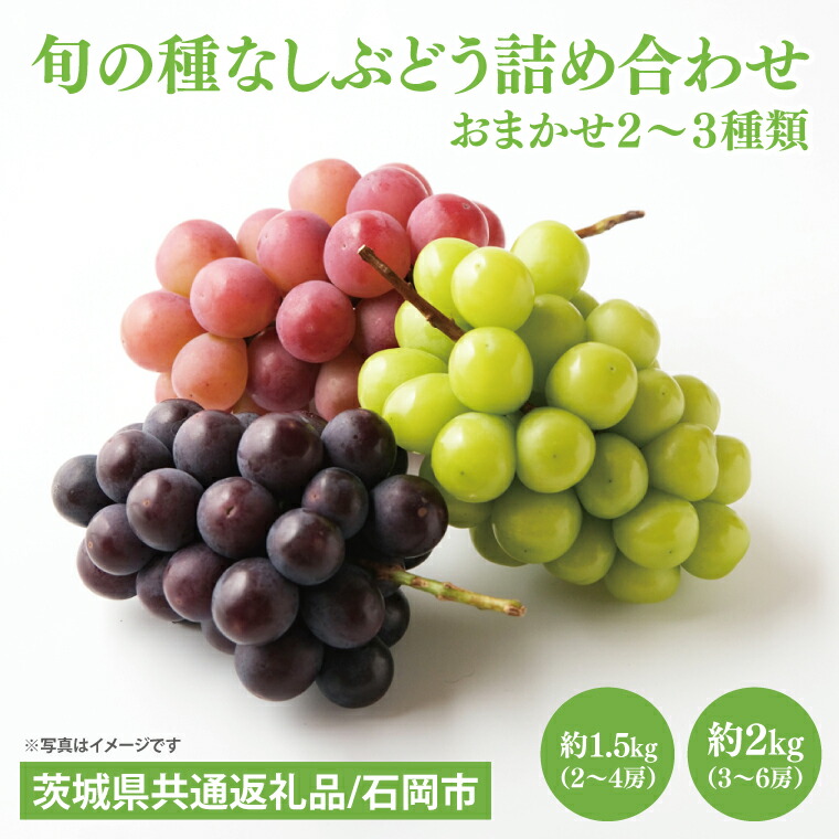 【ふるさと納税】【選べる】【先行予約】【2025年９月上旬～10月中旬発送】旬の種なしぶどう詰め合わせ【茨城県共通返礼品/石岡市】【ブドウ 巨峰 ビオーネ 伊豆錦 ゴルビー セット 安芸クイーン フルーツ 果物 くだもの 水戸市 水戸】（MF-1）