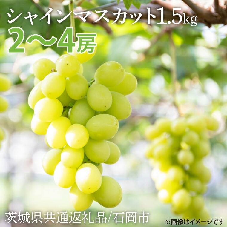 【ふるさと納税】【先行予約】【2025年9月以降発送】シャインマスカット 約1.5kg【茨城県共通返礼品/石岡市】【水戸市 茨城県 シャインマスカット マスカット ブドウ ぶどう 葡萄 フルーツ 果物 甘い】（IU-8）