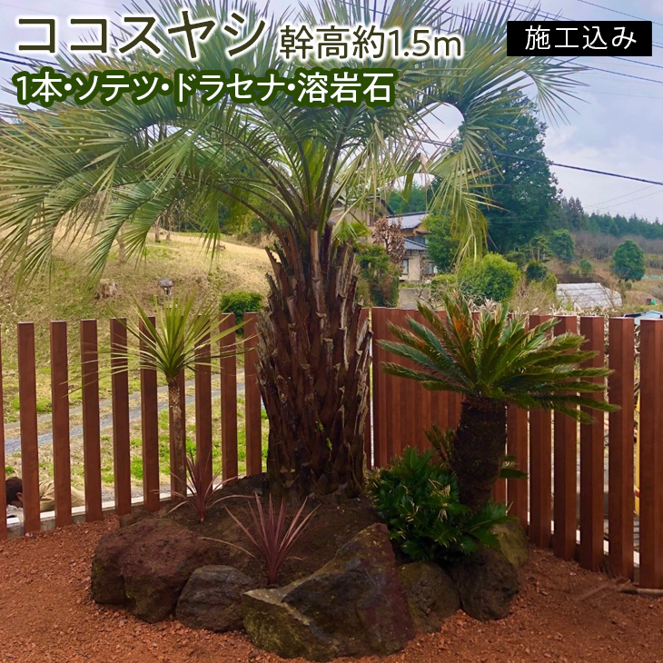超大株　ココスヤシ 約220cm 根巻直径60センチ以上　ヤシ【引取限定】45 超大株 ココスヤシ 約220cm 根巻直径60センチ以上 ヤシ【引取