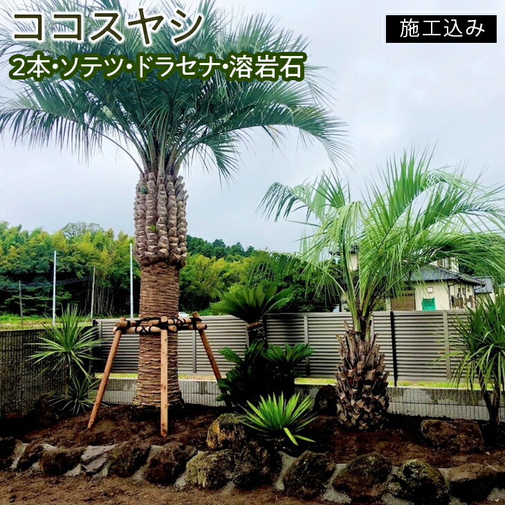 ココスヤシ　5年生苗 あうん様専用 ココスヤシ5年生苗 - メルカリ