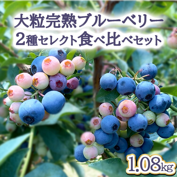 【ふるさと納税】【先行予約30セット限定】大粒完熟ブルーベリー2種セレクト食べ比べセット ※2025年7月中旬～8月中旬頃に順次発送予定 ※離島への配送不可