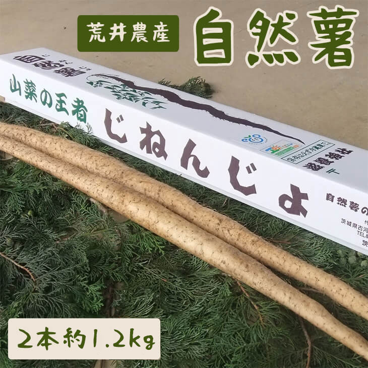 【ふるさと納税】自然薯（2本 約1.2kg） | 1.2キロ ご飯のお供 野菜 とろろ 栽培 健康 栄養 山芋 山の芋 国産 産地直送 農家直送 贈答 贈り物 プレゼント 茨城県 古河市 荒井農産 直送 農家直送 産地直送 送料無料 _AC01