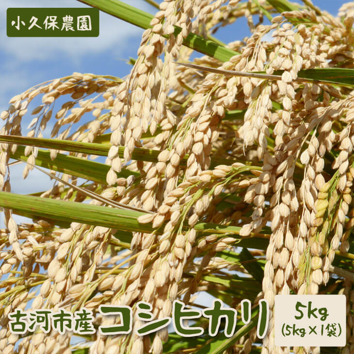 【ふるさと納税】【令和7年産】古河市産 コシヒカリ5kg【小久保農園】| こめ 米 コメ 白米 精米 ご飯 単一米 国産 ギフト 贈答 贈り物 お祝 ご褒美 プレゼント _AS01｜茨城県古河市