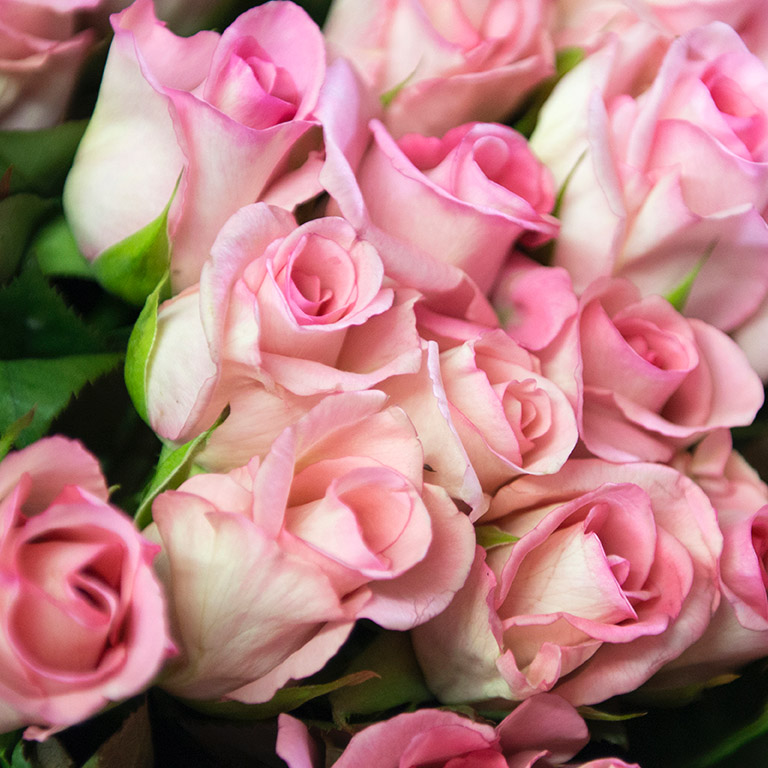 ふるさと納税 Al01 生産農家直送 大輪のバラ花束 ２０本セット 贈答用 プレゼント ギフト 薔薇 産地直送 1ページ ｇランキング