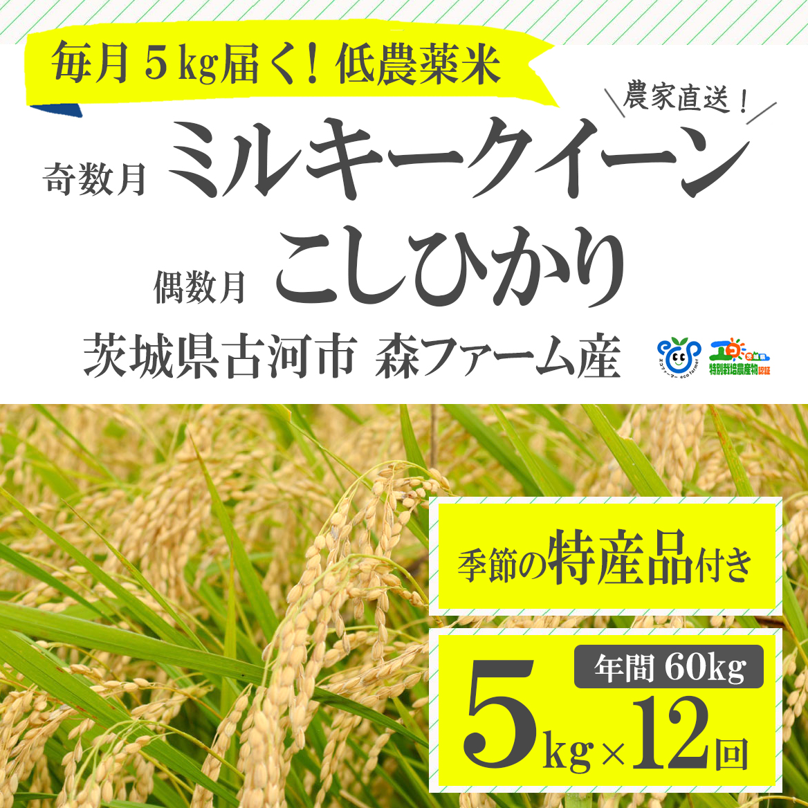 ふるさと納税 ふるさと納税 季節の特産品付き 米 コシヒカリ 60kg セット商品 頒布会 茨城県古河市 お返し 自然薯 Bi03 １年間毎月届く 低農薬米こしひかり 偶数月 とミルキークイーン 奇数月 5kg定期便