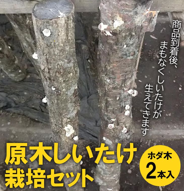 【ふるさと納税】原木しいたけ栽培セット・ホダ木2本入り ※離島への配送不可 _DR04