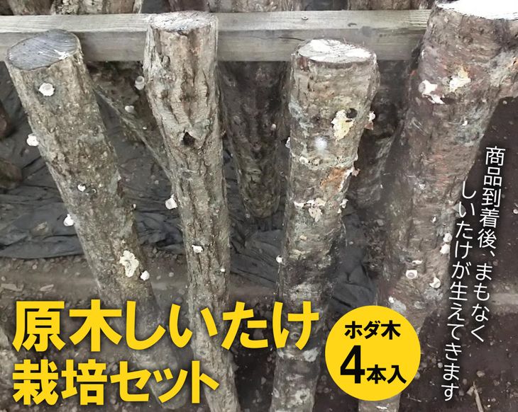 楽天市場】【農家直送】お届け後、数日～2週間で収穫できる原木