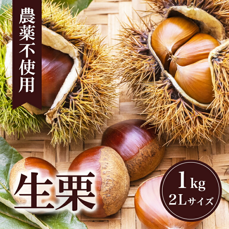【ふるさと納税】 生栗 1kg（果じゅまる園） 栗 くり クリ 2L サイズ 1キロ 農薬不使用 殺虫剤不使用 国産 和栗 甘栗 果物 フルーツ くだもの 秋 旬 9月 10月 発送 産地直送 農家直送 栗きんとん 栗ごはん 栗ご飯 栗おこわ 茨城県 石岡市 送料無料 (A18-001)