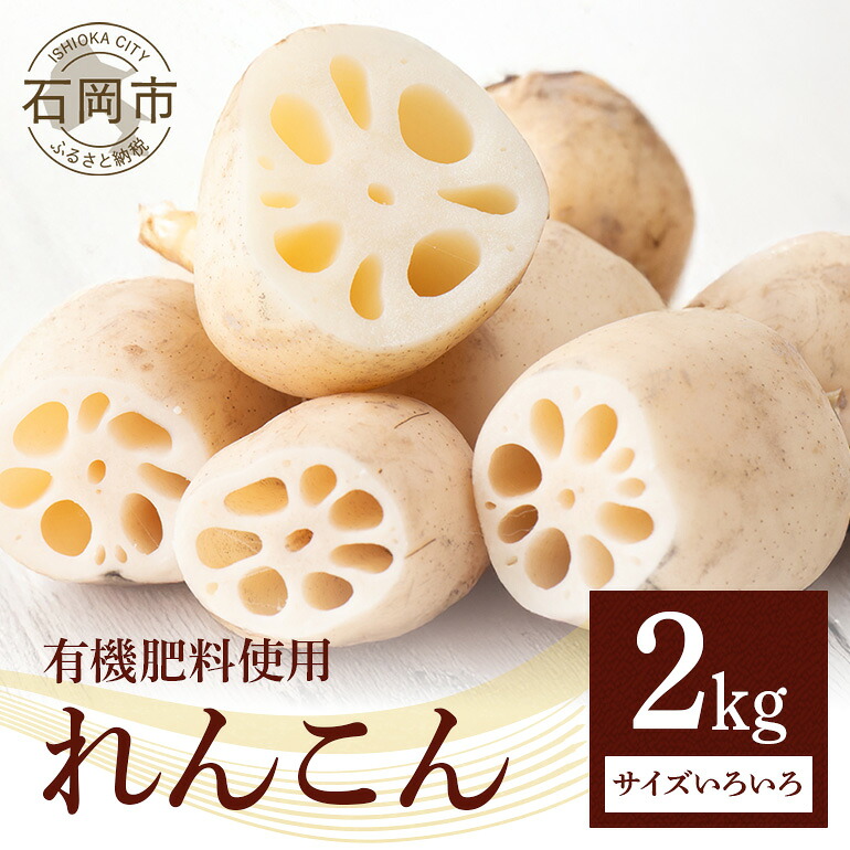 【ふるさと納税】 れんこん 2kg (サイズいろいろ) 蓮根 レンコン 国産 野菜 旬 根菜 料理 産地直送 産直 送料無料 いばらきみどり認定取得 (A23-001)
