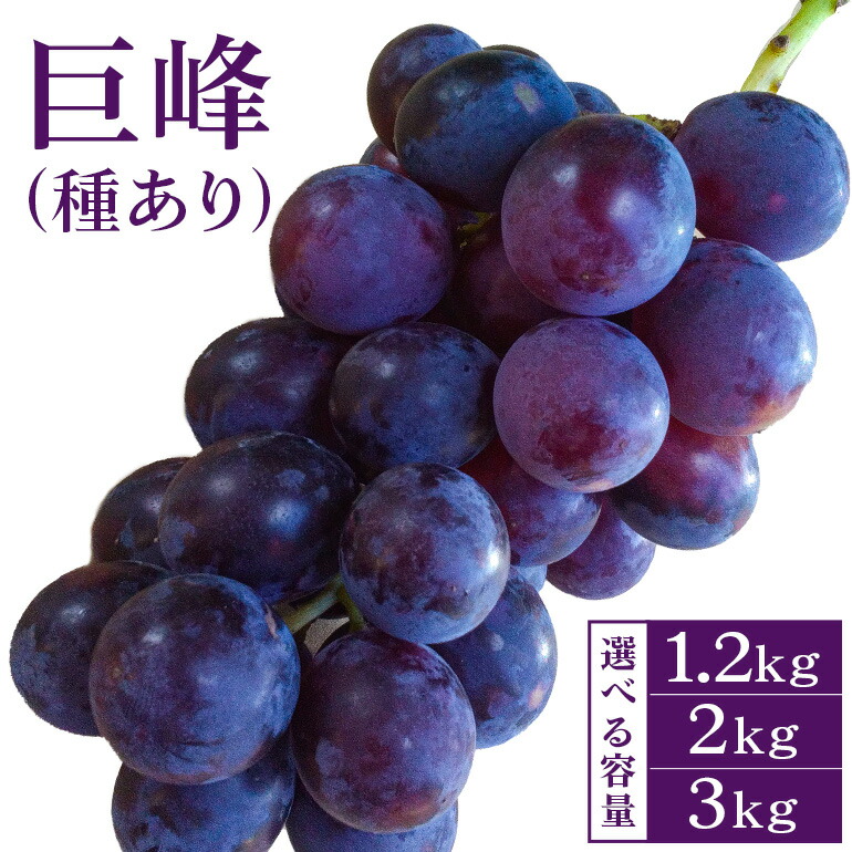 【ふるさと納税】【 2025年 先行予約 】 巨峰 1.2kg 2kg 3kg ( 種あり) 開田ぶどう園 3房 ～ 4房 5房 ～ 7房 7房 ～ 10房 ぶどう ブドウ 国産 果物 くだもの 葡萄 フルーツ 3キロ 8月 下旬 9月 発送 夏 秋 旬 品種 茨城県産 産地直送 産直 農家直送 冷蔵