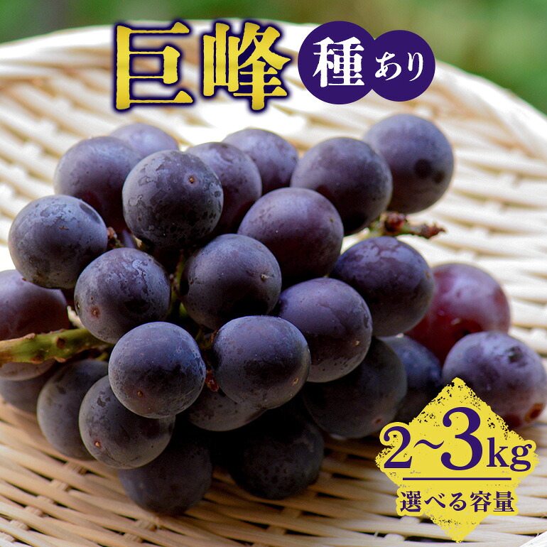 【ふるさと納税】【 2026年 先行予約 】 巨峰 2kg 3kg ( 種あり ) 久家ぶどう園 4房 ~ 5房 6房 ~ 7房 ぶどう ブドウ 有機 肥料 ハウス 栽培 国産 果物 くだもの 葡萄 フルーツ 2キロ 8月 発送 夏 旬 品種 茨城県産 産地直送 産直 農家直送 冷蔵 茨城県 石岡市 送料無料