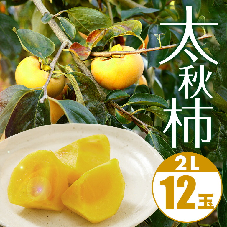 【ふるさと納税】 【 2025年 先行予約 】 太秋柿 2L 12玉 坂川果樹園 柿 甘い柿 大玉 かき 甘い 果物 フルーツ くだもの カキ 秋 旬 甘柿 糖度 贈答用 贈答品 ギフト 贈り物 品種 ブランド 10月 11月 発送 産地直送 農家直送 茨城県 石岡市 (A20-004)
