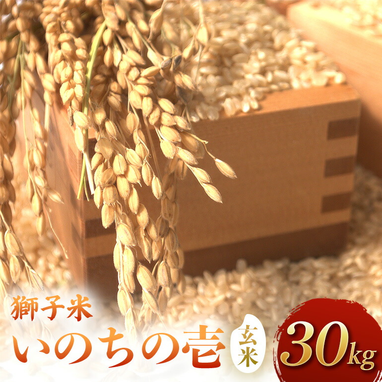 【令和8年産】獅子米　いのちの壱（玄米）30kg B02-096｜茨城県石岡市 48,000円