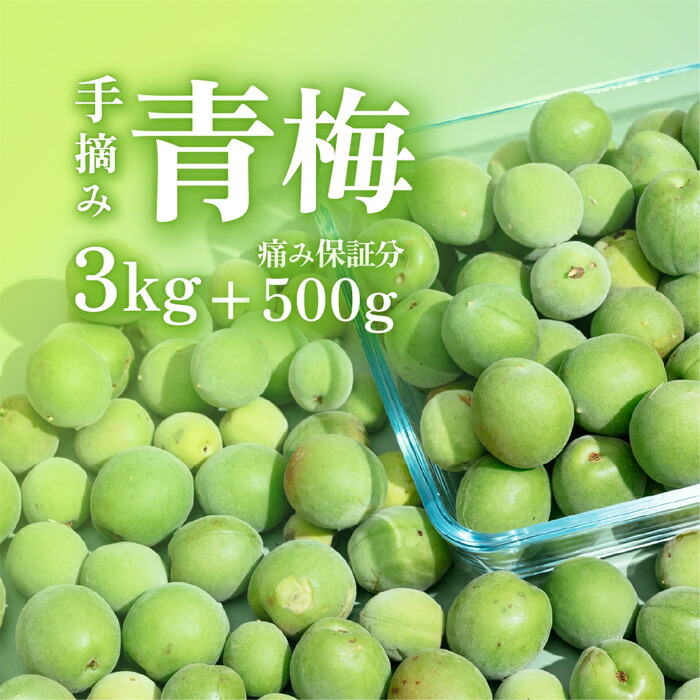【ふるさと納税】【先行予約】【訳あり】青梅3kg＋500g（傷み保証分） 計3.5kg【2025年5月末～6月頃発送予定】【青梅 梅酒 梅 うめ 梅シロップ 梅ジュース 梅ジャム 障がい者雇用】