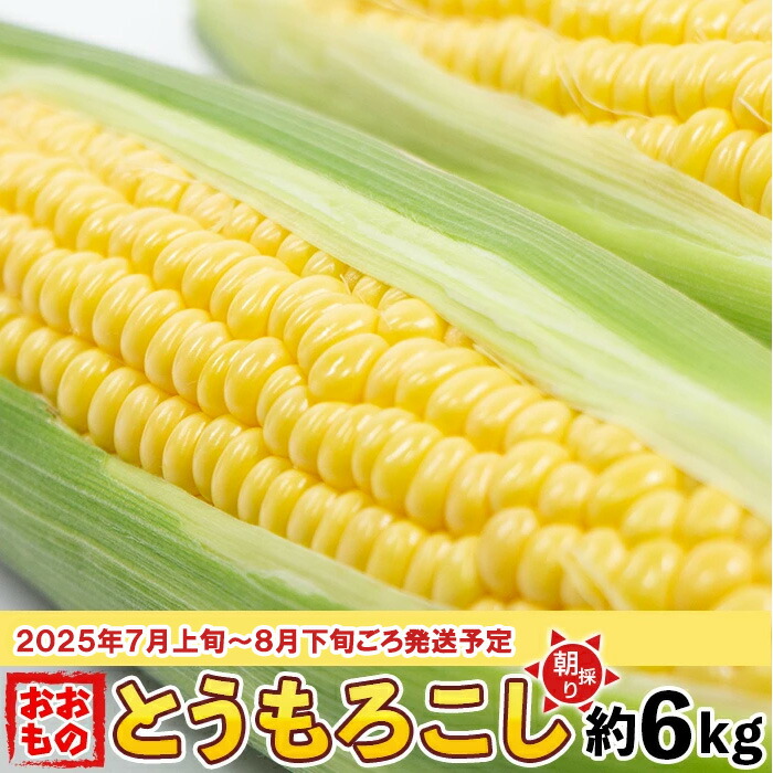 【ふるさと納税】朝採りとうもろこし約6kg（おおもの）【先行予約：2025年7月上旬～8月下旬ころ順次発送予定】