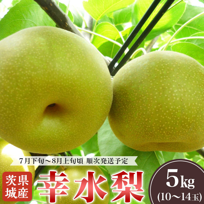 【ふるさと納税】2025年先行予約 茨城県産「幸水梨」約5kg【2025年8月上旬～8月中旬にかけて発送予定】【 こうすい 果物 くだもの フルーツ 国産 季節限定 人気 贈り物 お取り寄せ デザート 】