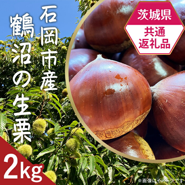 【ふるさと納税】【先行予約】【茨城県共通返礼品】石岡市産鶴沼の生栗約2kg【2025年9月中旬頃から発送予定】