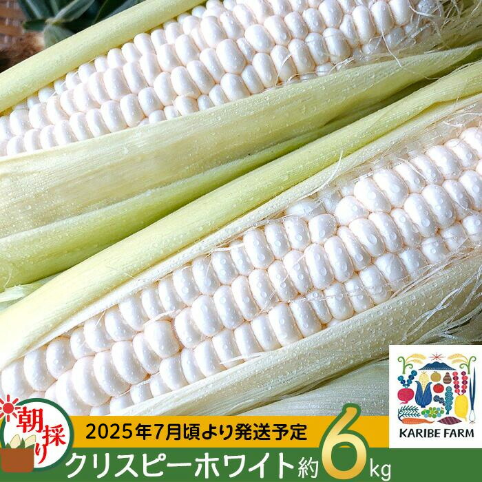 【ふるさと納税】【先行予約】下妻産朝採りとうもろこし約6kg（クリスピーホワイト）【先行予約：2025年7月上旬～7月下旬ころ順次発送予定】【 とうもろこし トウモロコシ とうきび 甘い スイーツ デザート コーン 人気 野菜 新鮮 おすすめ 】