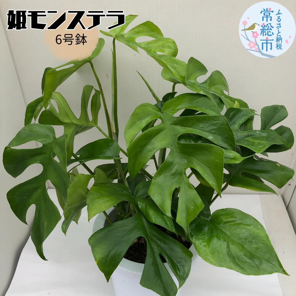 楽天市場】【ふるさと納税】モンステラ デリシオーサ タイ
