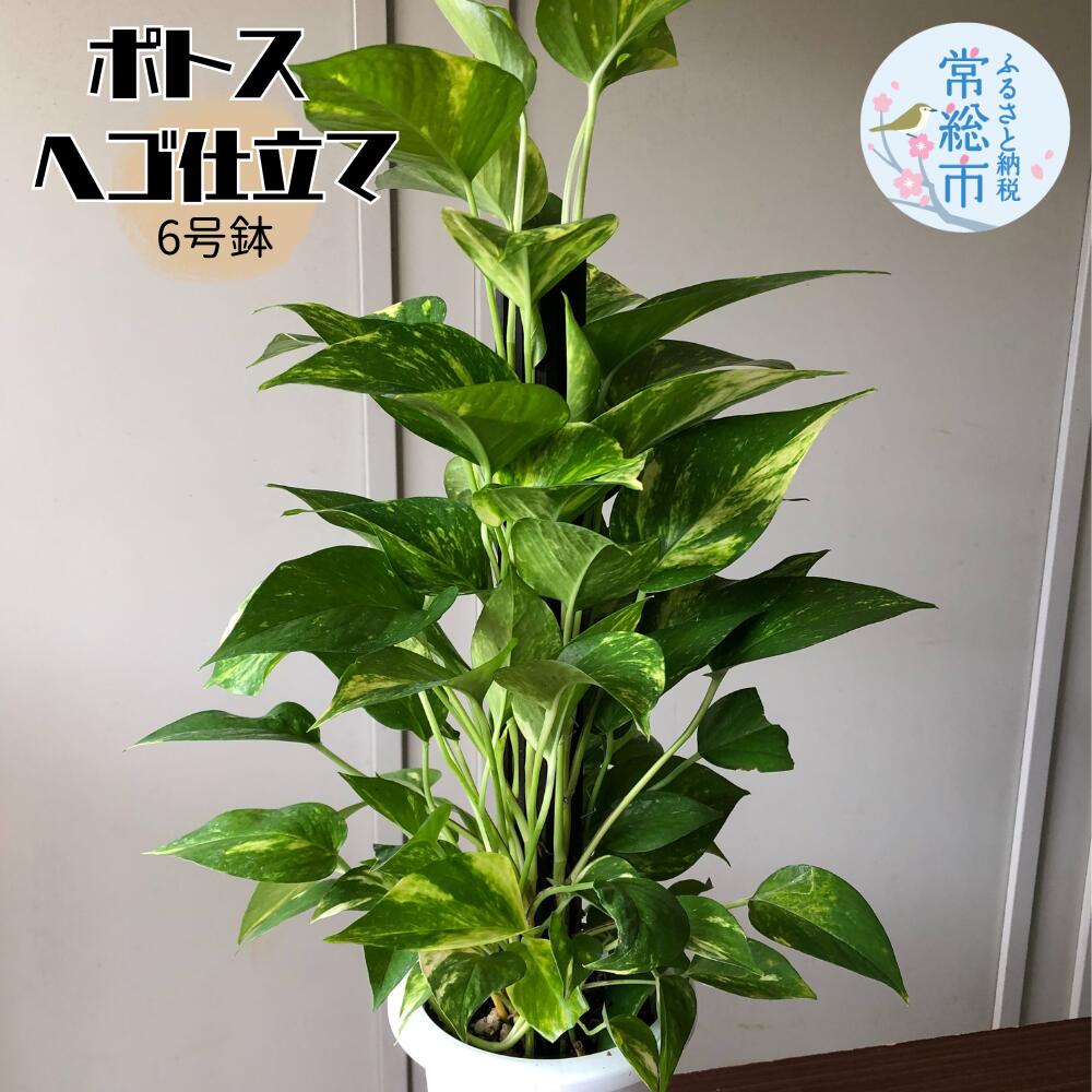 斑入り モンステラ デリシオーサ タイコンステレーション 6号鉢 斑入りモンステラ | タイコンステレーション - 観葉植物・多肉