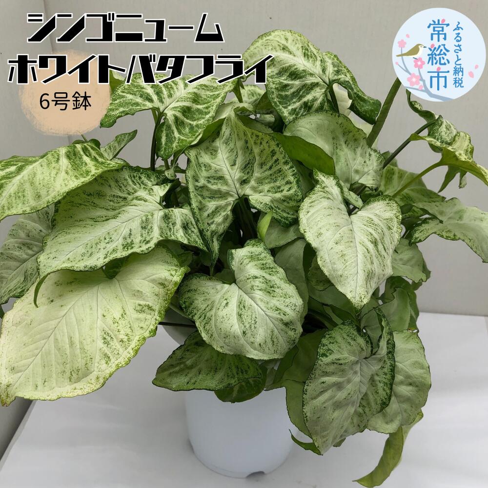 【ふるさと納税】シンゴニューム ホワイトバタフライ 6号鉢 お中元 お歳暮 内祝い 快気祝い|茨城県常総市
