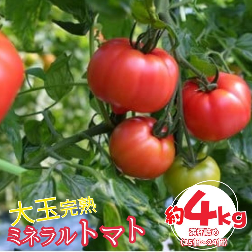 【ふるさと納税】ミネラルトマト（大玉完熟トマト）4kg満杯詰め（15個～24個）【大玉 甘味 甘い 濃厚 ミネラル 旬 茨城県 常総市】 ※2025年6月上旬～6月中旬頃に順次発送予定 ※沖縄・離島への配送不可
