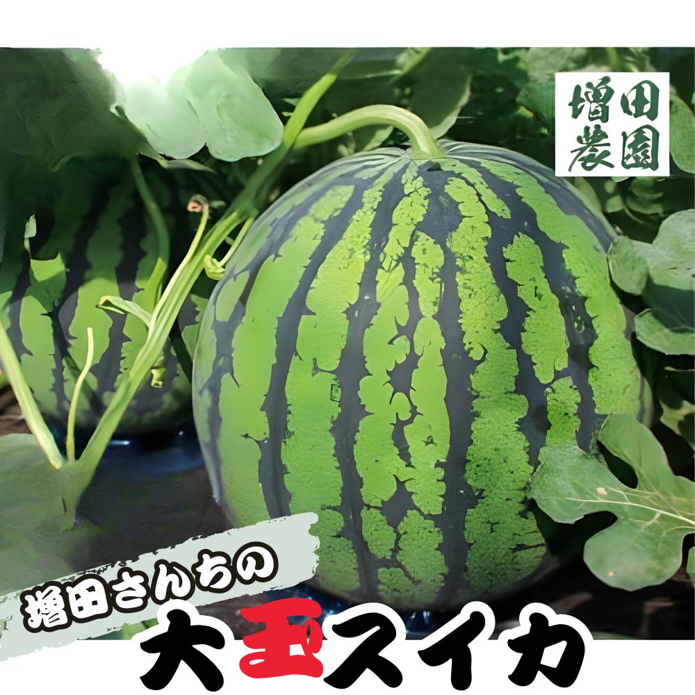 【ふるさと納税】【先行予約・6月中旬以降発送】増田さんちの大玉スイカ 1玉 約5.5kg ※沖縄・離島への配送不可 ※2025年6月中旬～7月初旬頃に順次発送予定 | すいか スイカ 大玉 甘い 常総市