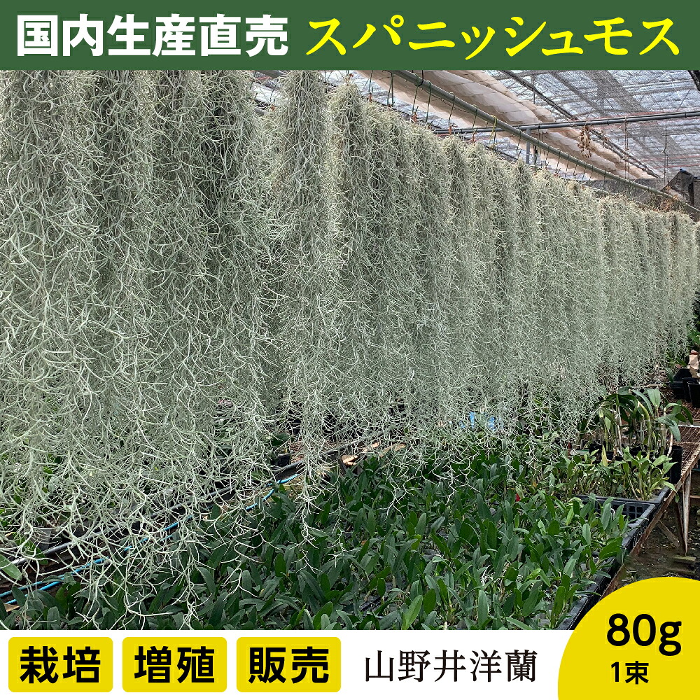 【ふるさと納税】国産スパニッシュモス 太葉 80g お中元 お歳暮 内祝い 快気祝い