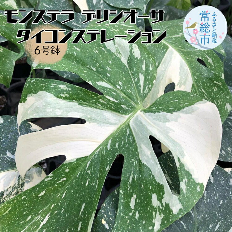とむふぉーど　モンステラ　デリシオーサ　タイコン　スターライト　6号鉢つき モンステラ・デリシオーサ 'スターライト' Monstera deliciosa
