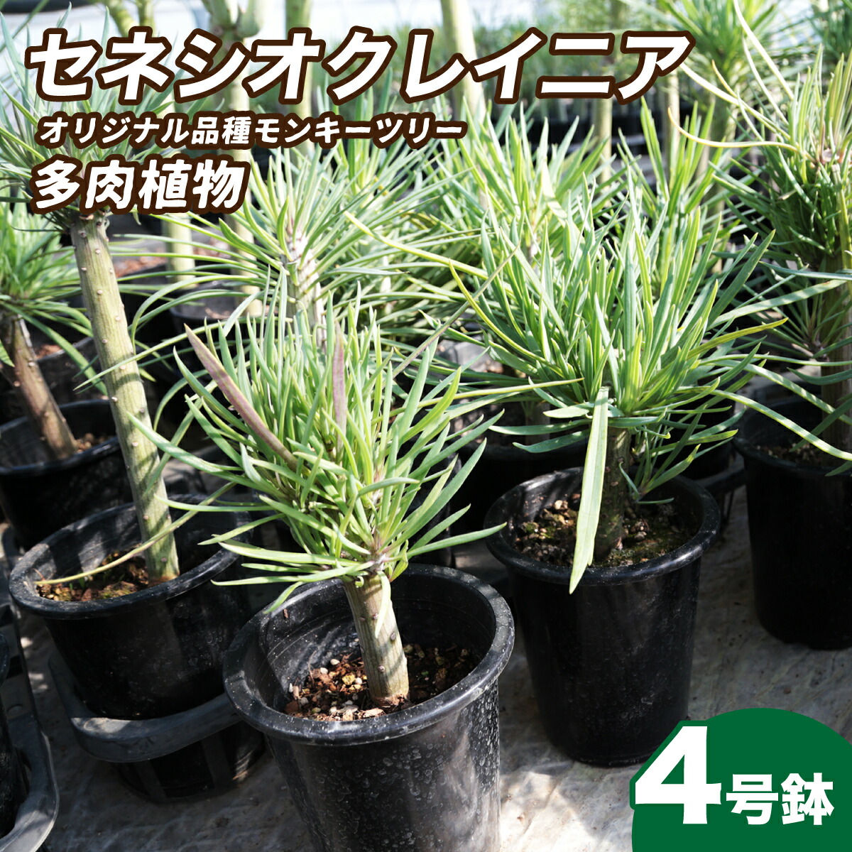 【ふるさと納税】観葉草木 4号鉢 セネシオクレイニア（エテ公天然木）｜ 草木 観葉草木 多肉植物 エテ公天然木 感謝用 緑 気どらずに 室内装飾 リビング 室内 まわり合わせ 思わしい 差し上げ物 祝賀会 引き移る祝賀会 造営祝賀会 心うれしい 緑であること差し上げ物 茨城県 常陸太田市