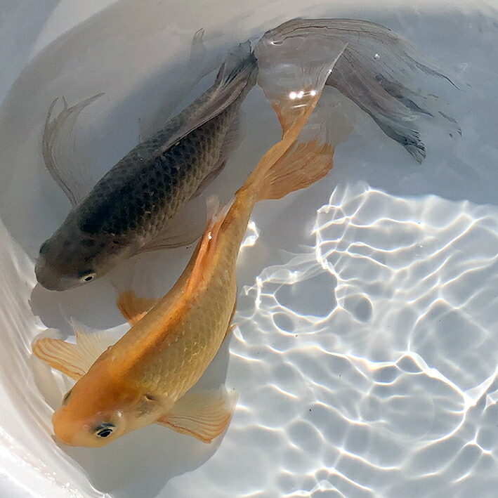 De 3 905約cm 約25cm約cm 約25cm ふるさと納税 魚取沼 De 3 905約cm 約25cm約cm 約25cm ふるさと納税 魚取沼