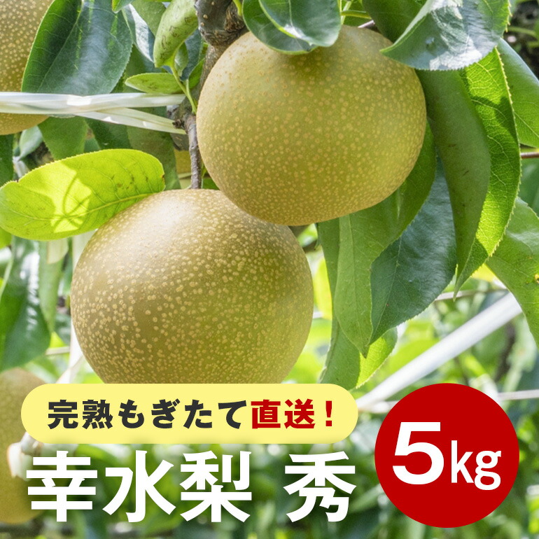 【ふるさと納税】【先行販売/8月中旬から発送】 幸水 梨 秀 5kg 10～16個入 (アカツファーム)  ナシ なし 幸水梨 ギフト 贈答用 秀品  産地 茨城  笠間  完熟 甘い 秋 旬 果物 フルーツ 果汁 新鮮 デザート くだもの ジューシー 秋の味覚 旬の果物 産地直送 茨城県 笠間市