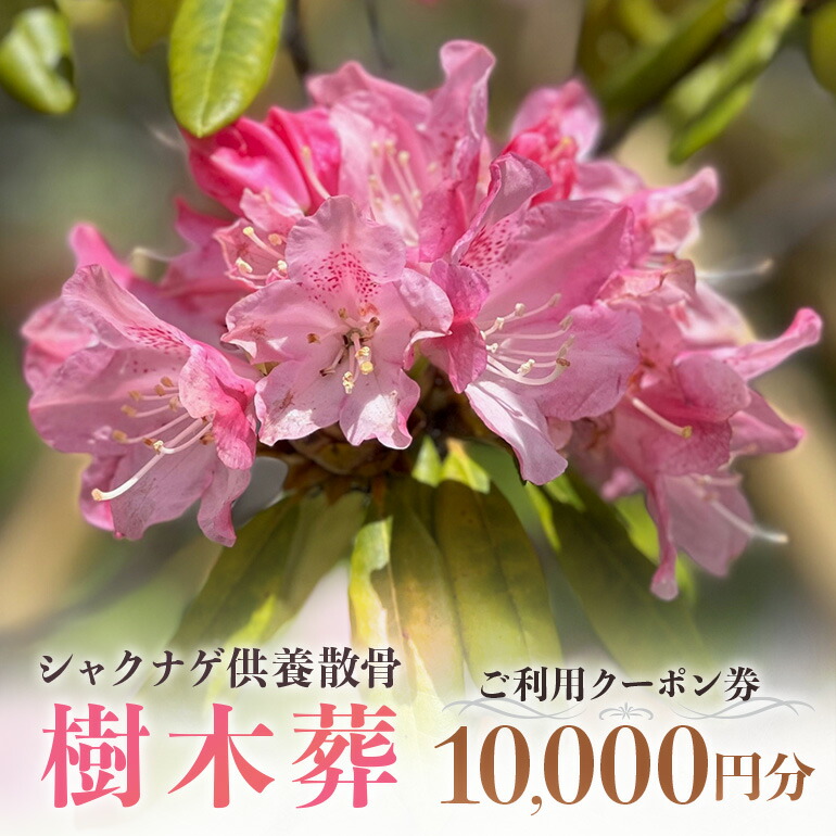 【ふるさと納税】自然供養のカンシャ 樹木葬 シャクナゲ供養散骨 ご利用クーポン券 10000円分