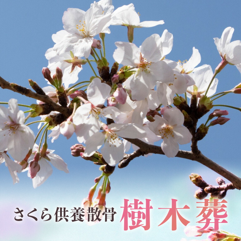 【ふるさと納税】自然供養のカンシャ 樹木葬 さくら供養散骨 254,250円