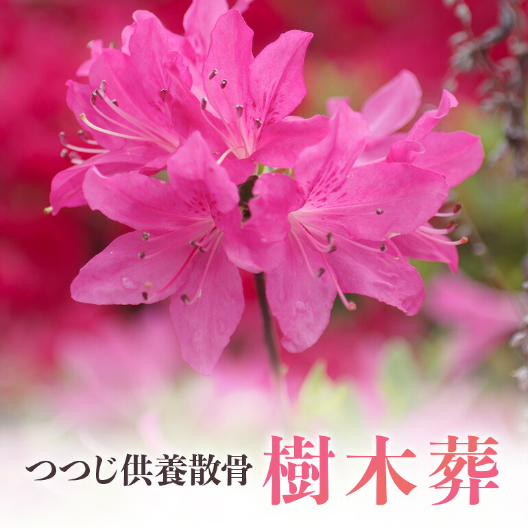 【ふるさと納税】自然供養のカンシャ 樹木葬 つつじ供養散骨