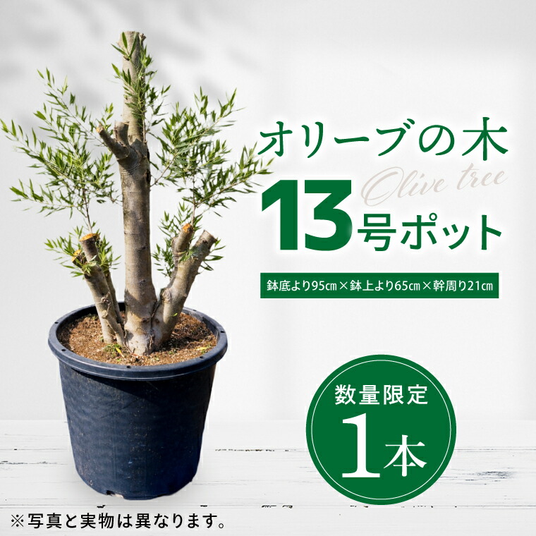 キリンビール特集