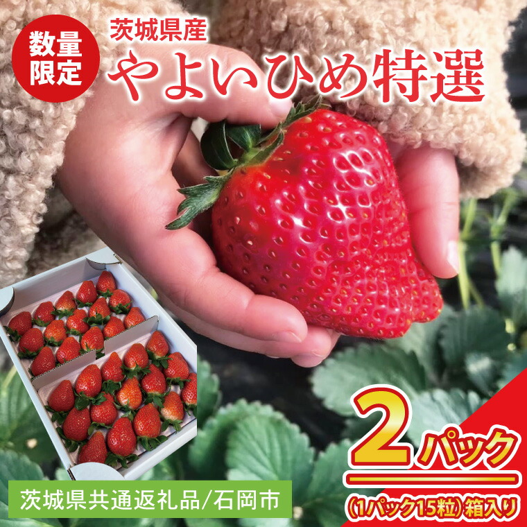 【ふるさと納税】【先行予約】【2026年2月より順次発送】いちご やよいひめ特選2パック【茨城県共通返礼品／石岡市】│ フルーツ 果物 数量限定 茨城県（BK001）