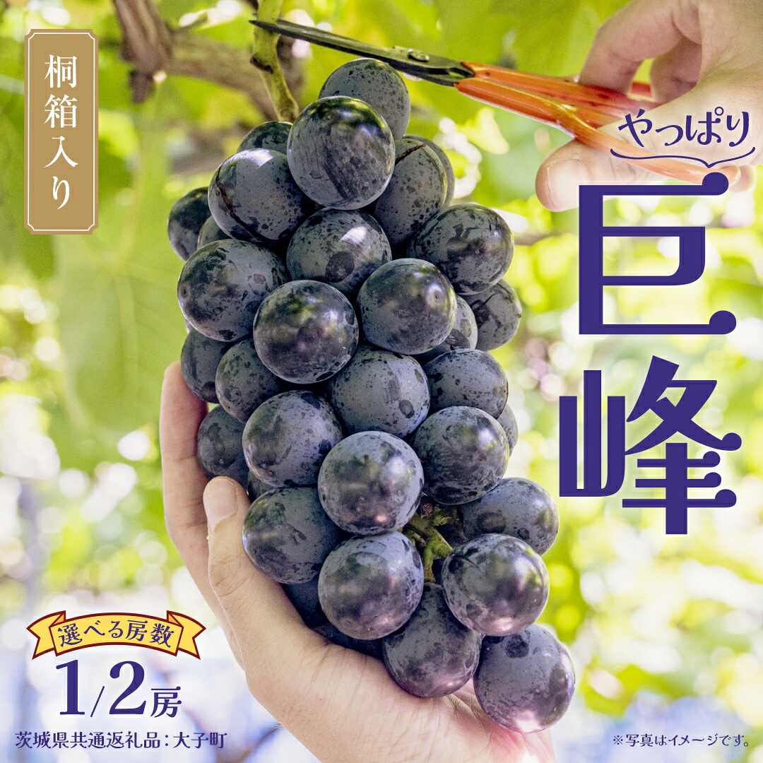 【ふるさと納税】【 選べる 房数 】【桐箱入り】 巨峰 １房 or ２房 【2026年7月上旬発送開始】 (茨城県共通返礼品：大子町) ぶどう 葡萄 ブドウ フルーツ 果物 スイーツ ギフト 贈答用 贈り物 プレゼント｜茨城県牛久市 26,000円