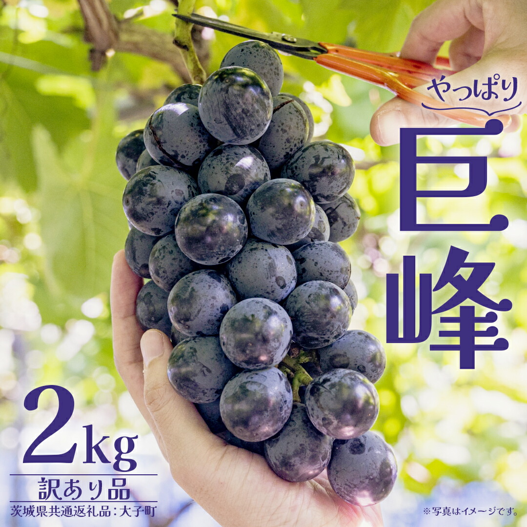 【ふるさと納税】【 訳あり 】 巨峰 2kg 【2026年10月上旬発送開始】(茨城県共通返礼品：大子町) ぶどう 葡萄 ブドウ フルーツ 果物 スイーツ わけあり ワケあり ご自宅用 ご家庭用 自分用｜茨城県牛久市