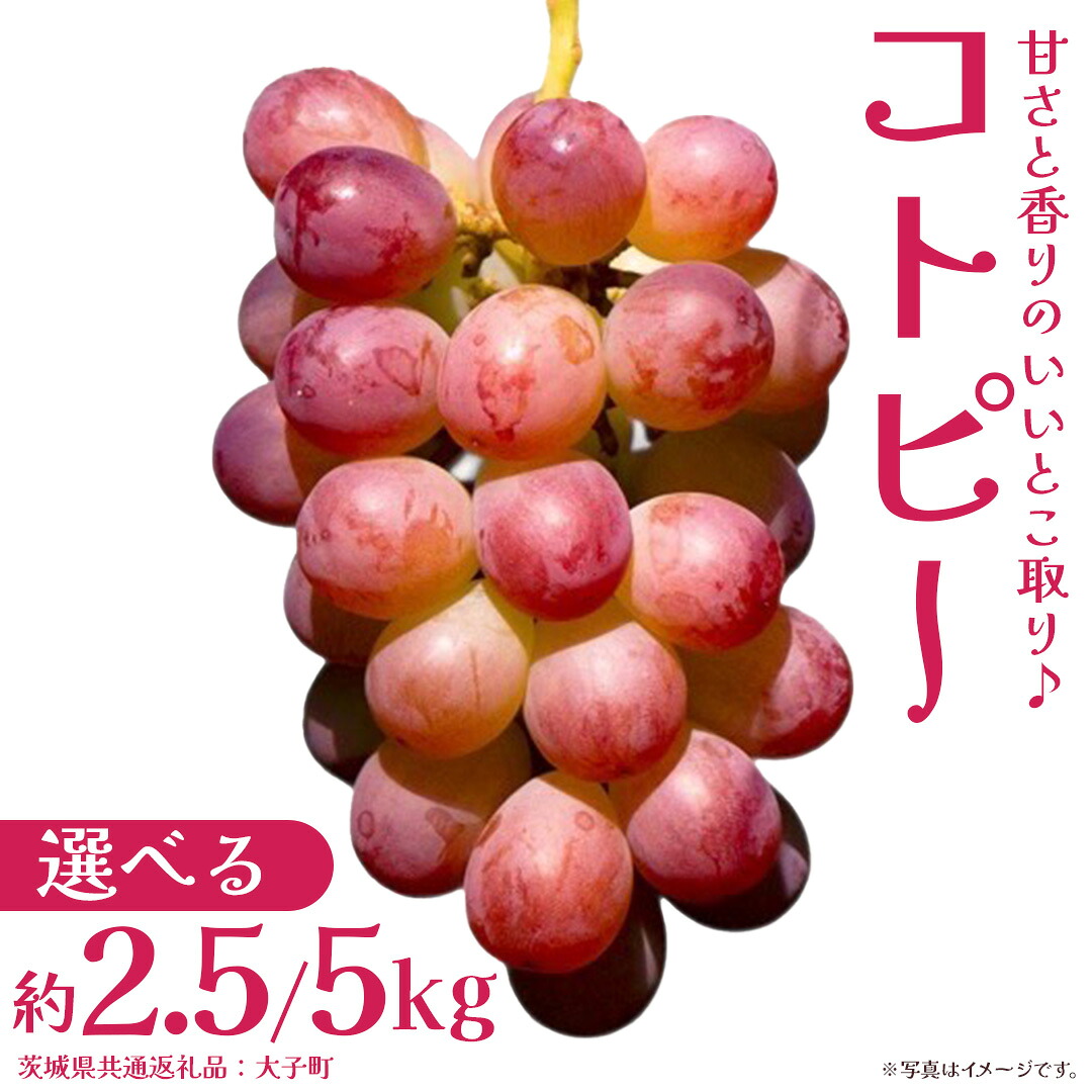 【ふるさと納税】＼ 選べる内容量 ／ コトピー 【2026年8月下旬発送開始 】 (茨城県共通返礼品：大子町) コトピー ぶどう ブドウ 葡萄 皮ごと 赤い シャインマスカット 新品種 フルーツ 旬果 26,000円