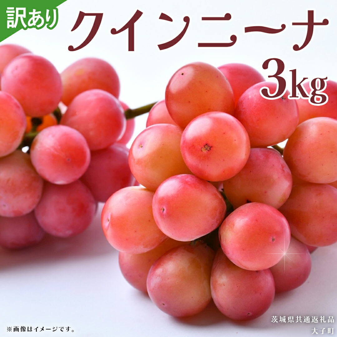 【ふるさと納税】【 訳あり 】 クインニーナ 3kg 【2026年9月発送開始】(茨城県共通返礼品：大子町) ぶどう 葡萄 ブドウ 果物 フルーツ 果実 ワケあり ご自宅用 ご家庭用 自分用｜茨城県牛久市